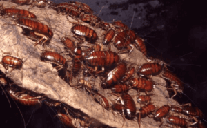 infestazione da blatta americana