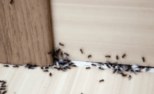infestazione di formiche in casa