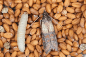 infestazione tignola del grano
