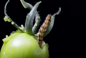 infestazione verme del pomodoro