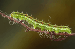 larva di nottua gialla del pomodoro