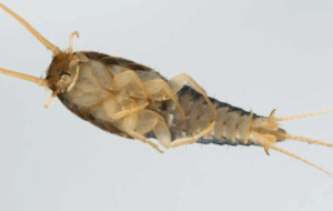 lepisma saccharina