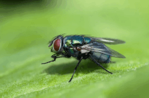 mosca