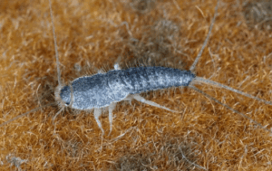 pesciolino d argento su un tappeto