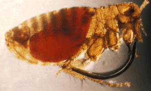 pulce del ratto