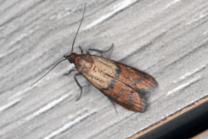 tignola fasciata plodia